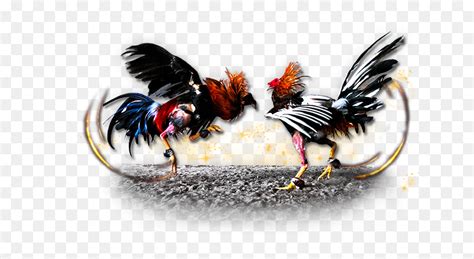 cockfight logo|Cockfight Logo PNG Transparent Images Free Download .